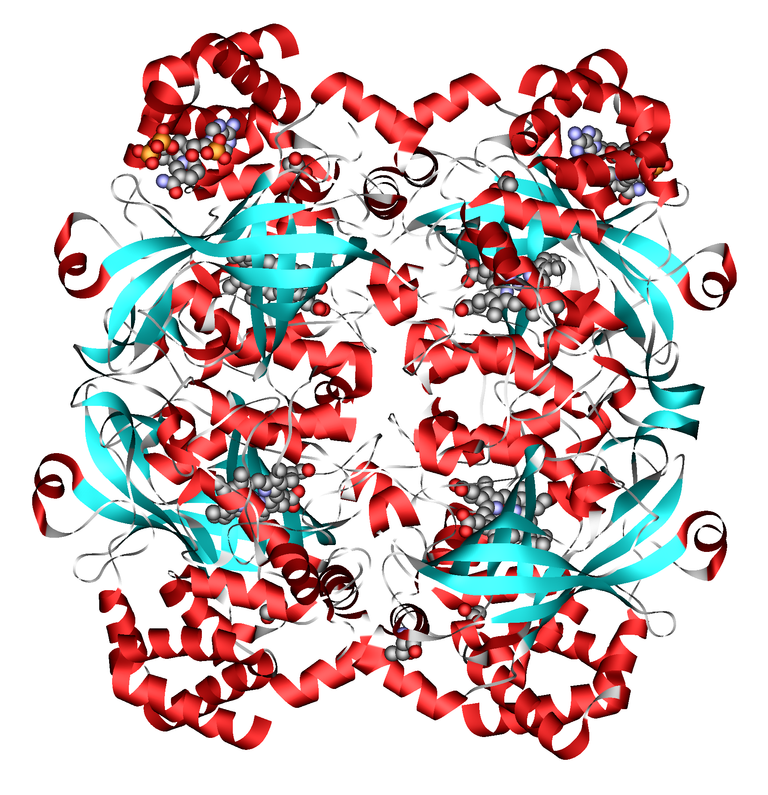 Catalase_1DGF.png