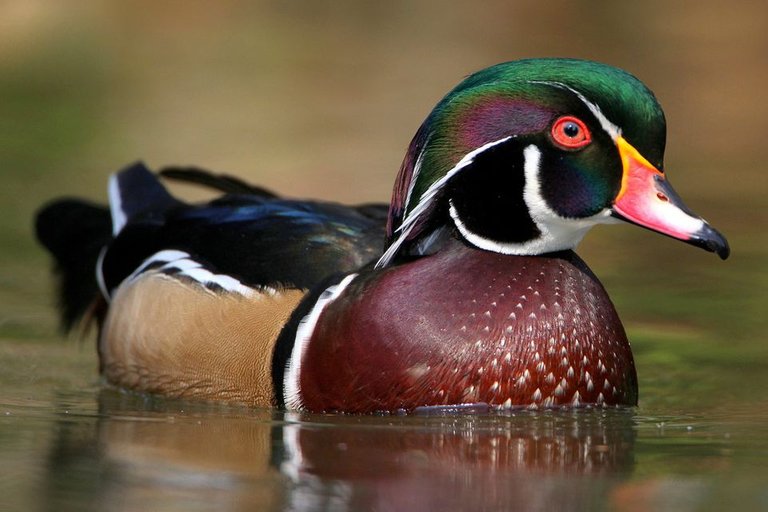 Wood Duck.jpg