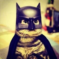 catman..jpg