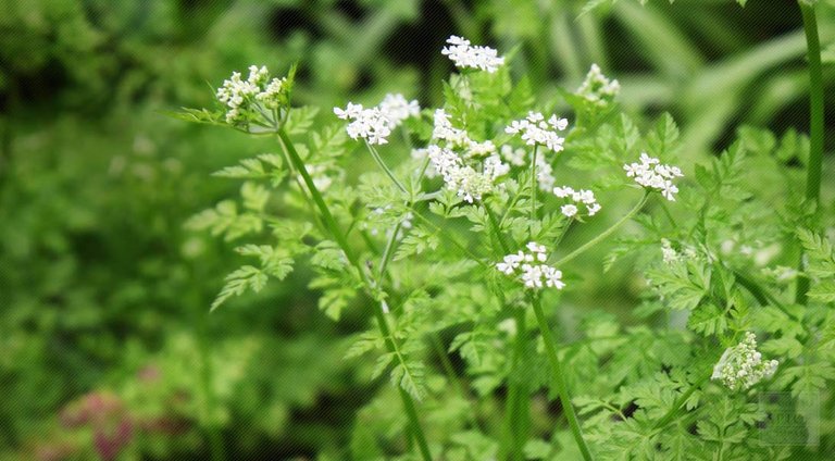 herbs chervil flowers herbco.jpg