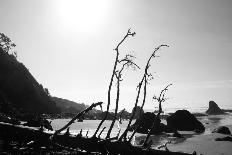 bwtreebeach.jpg