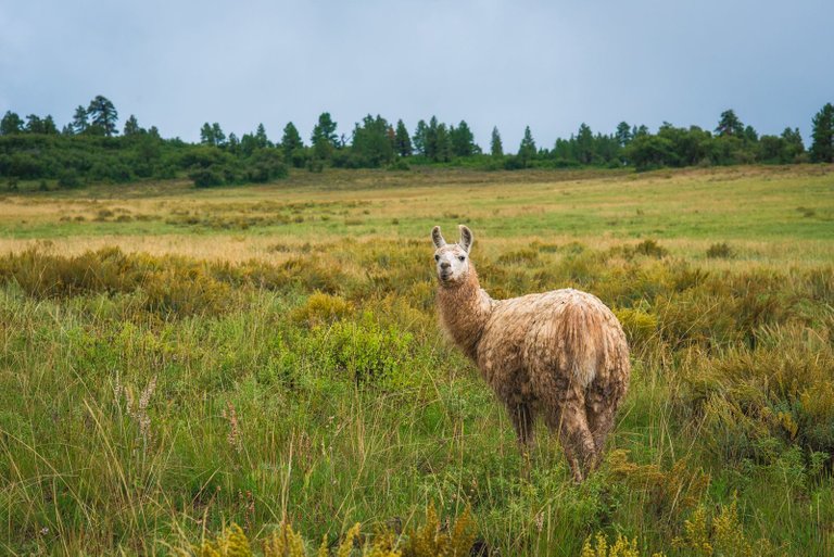 Kolobllama.jpg
