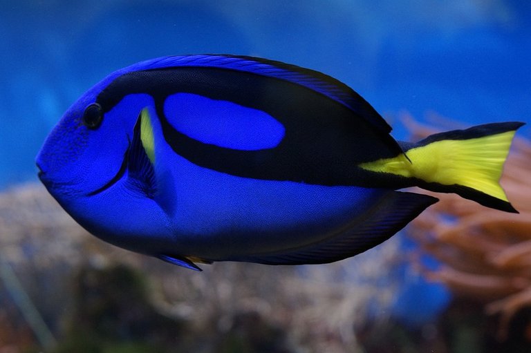 palette-surgeonfish-793369_960_720.jpg