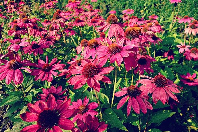 cone-flower-1616036_640.jpg