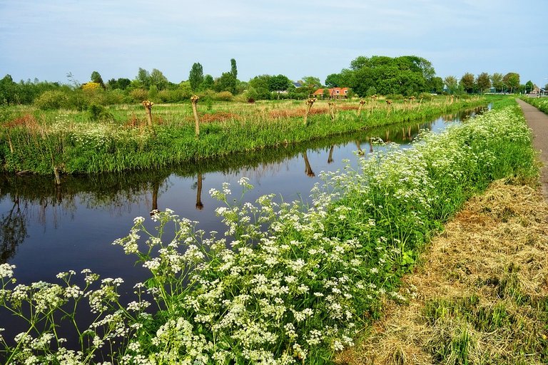 Rural-Waterway-Field-Banks-Farm-Pollard-3395233.jpg