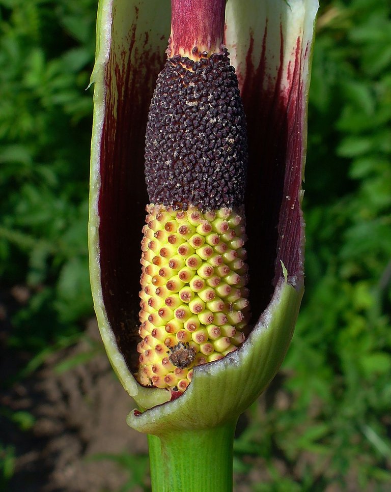 Dracunculus_vulgaris_004.JPG