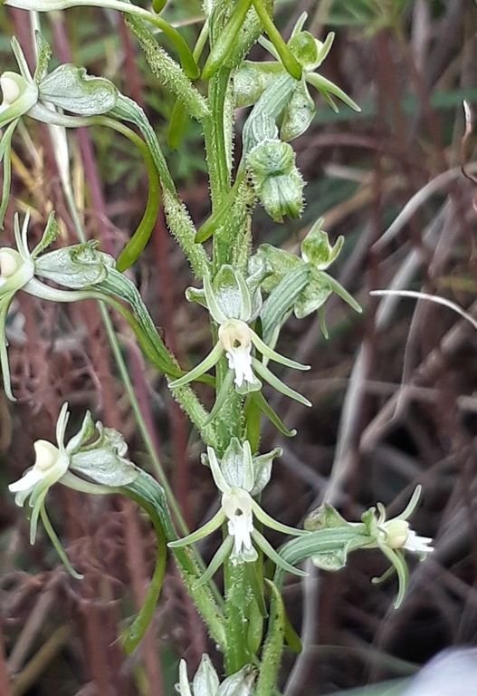 bonatea flower.jpg