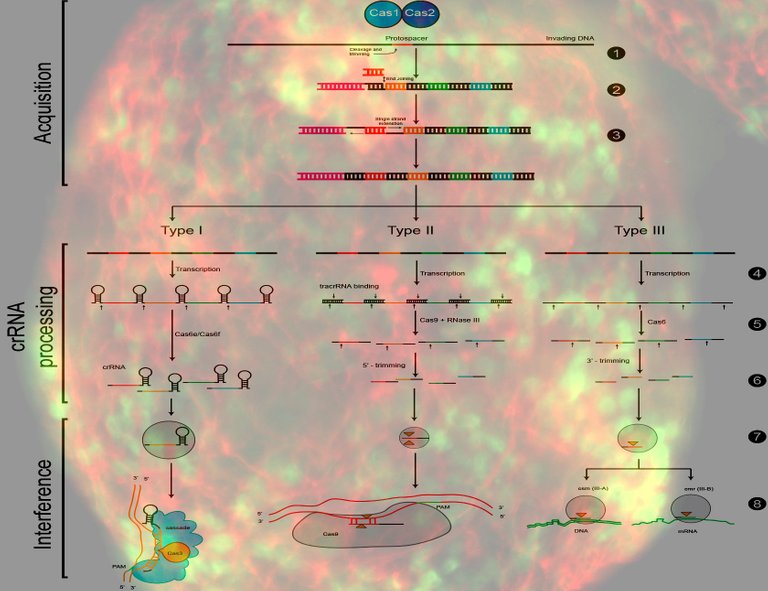 CRISPR.jpg