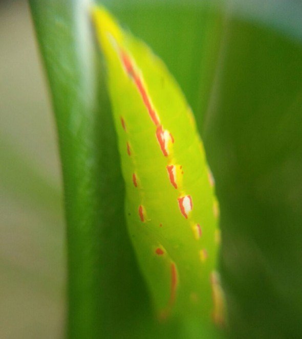 Sarung Ulat - Macrophotography.jpg