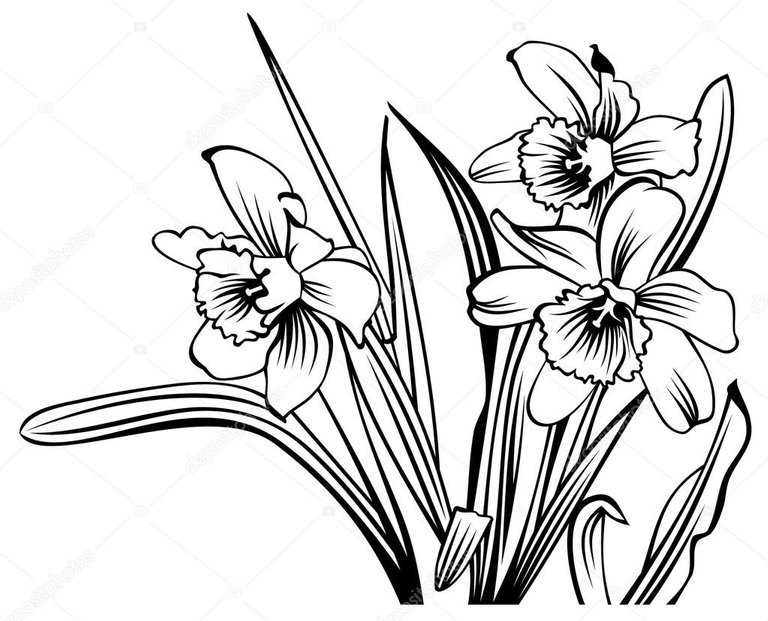 depositphotos_23284554-stock-illustration-narcissus-outline.jpg