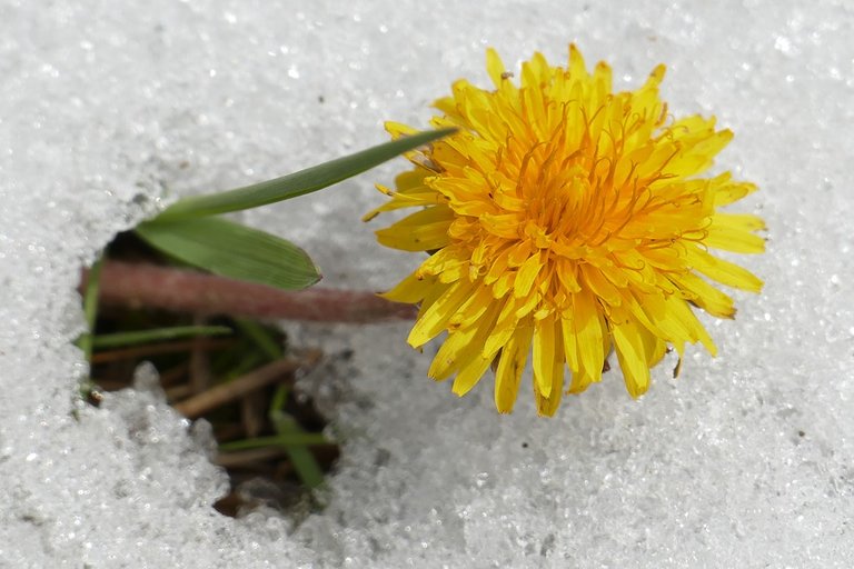 dandelion-1363737_960_720.jpg