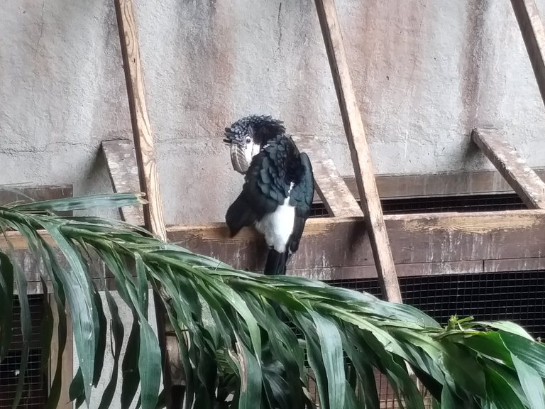 Silvery-Cheeked Hornbill.jpg