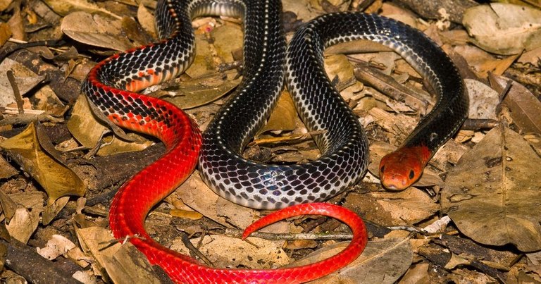 Red Headed Krait.jpg