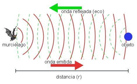 Ecolocación murcielagos.jpg