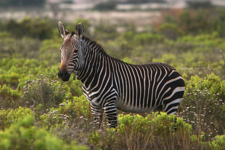 Tim Hauf - cape mountain zebra_20060227_031.jpg