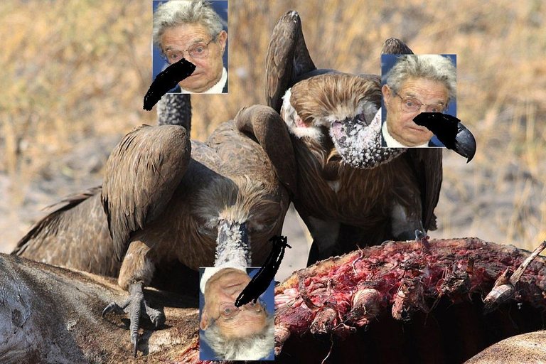 Vulture 1.jpg