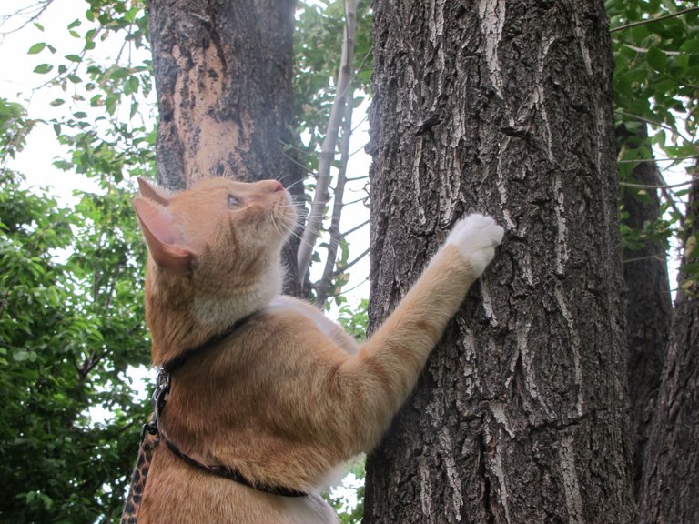 Cat wanting to climb tree