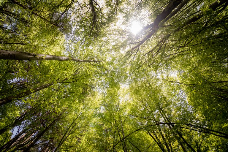 branches-countryside-daylight-566496.jpg