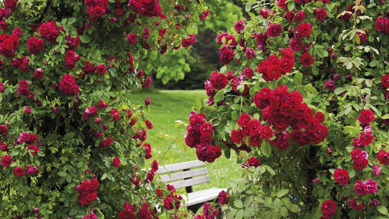 make-natural-fungicide-rose-bushes_511aefabf19ba33b.jpg