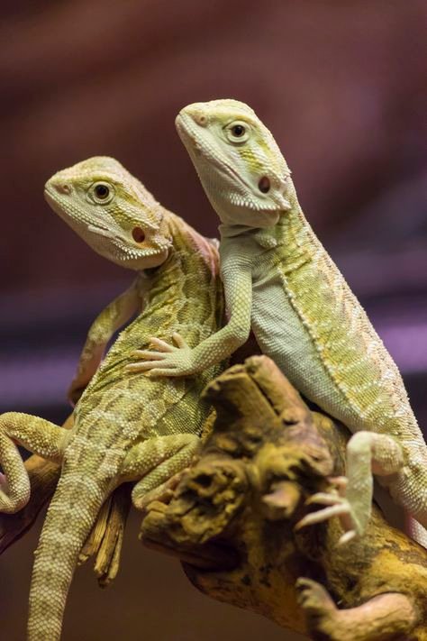 61987f5d911957286d37c6e05d1ebf1d--in-love-lizards.jpg