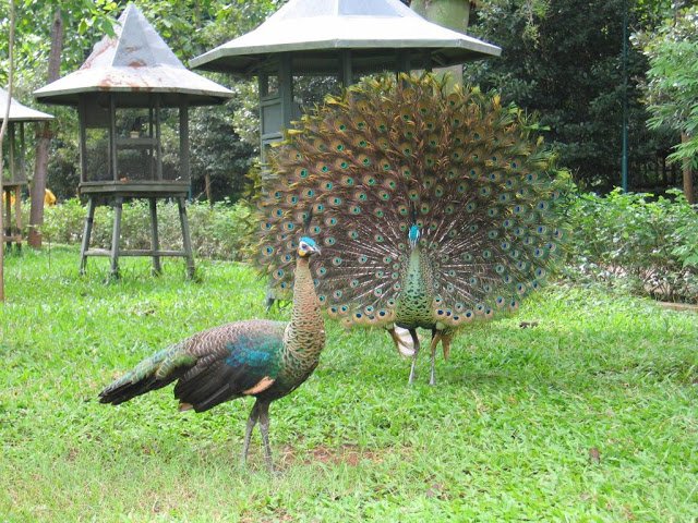 peacock 003.jpg