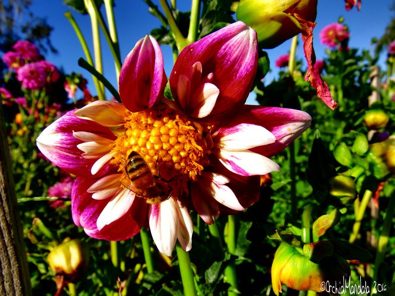 Bee-on-dahlia09.jpg