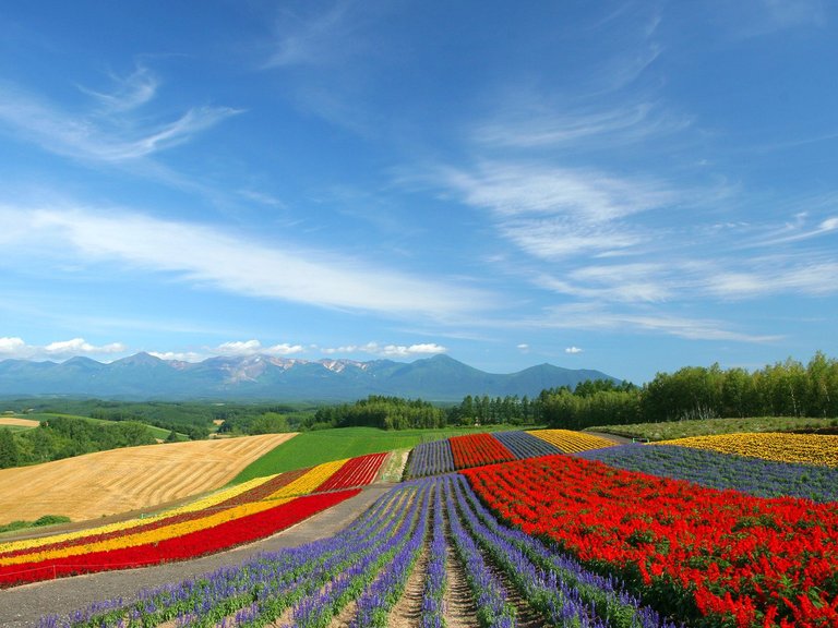 Japan-Hokkaido-Landscape-WUXGA_country_field_0166.jpg