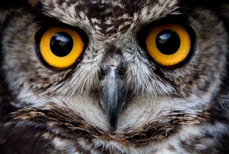 owl-eyes.jpg