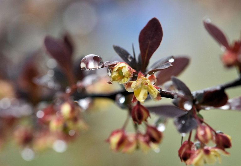 barberry drop macro.jpg