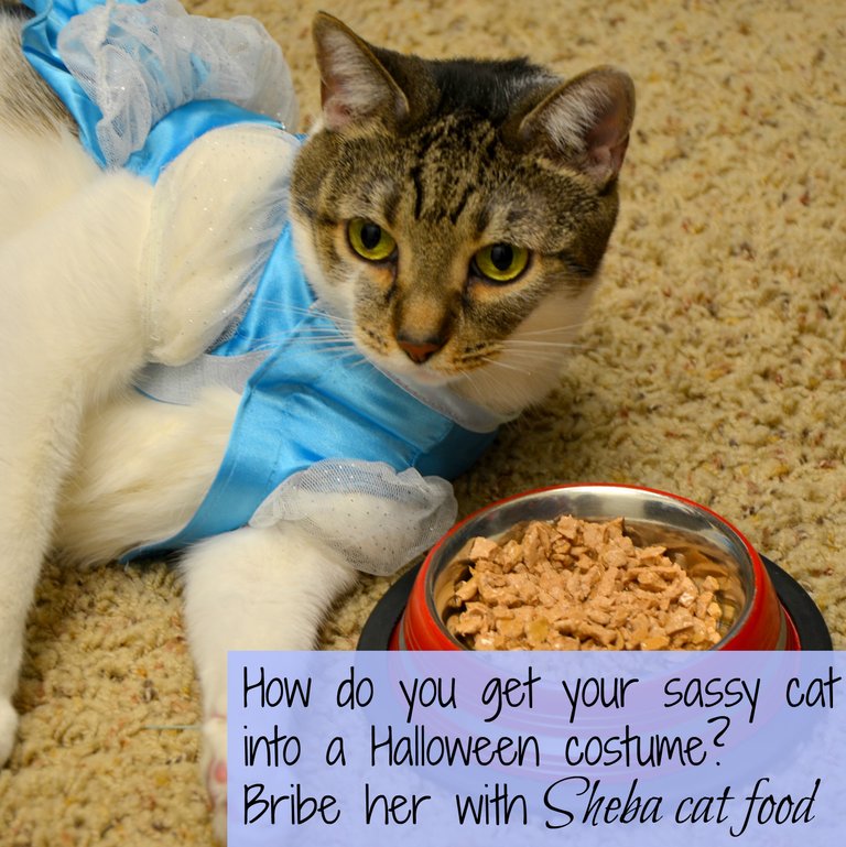 get-your-cat-into-a-Halloween-costume-shebacat-shop-cbias.jpg