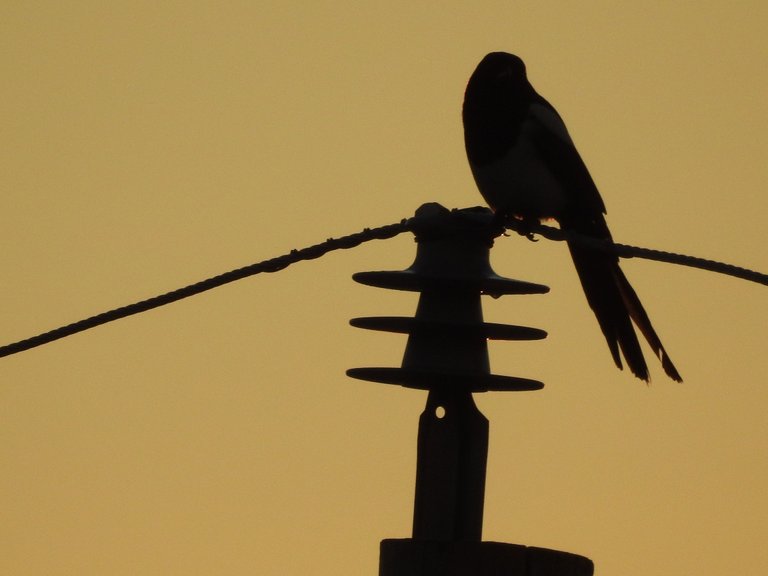 Bird on a wire.JPG