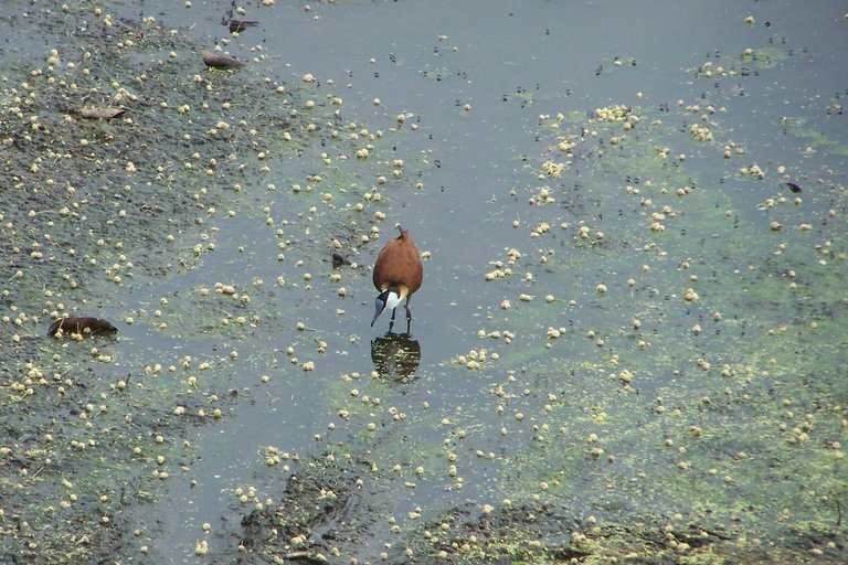 KNP Satara-Lower Sabi 2009 082.JPG