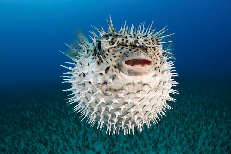 pufferfish.jpg