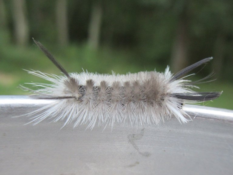 Banded Tussock Moth - Halysidota tessellaris 1.JPG