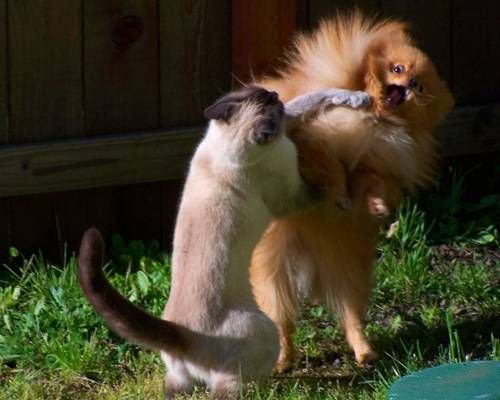 cat-dog-fight.jpg.638x0_q80_crop-smart.jpg