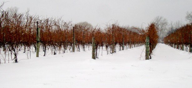 icewine-615x281.jpg