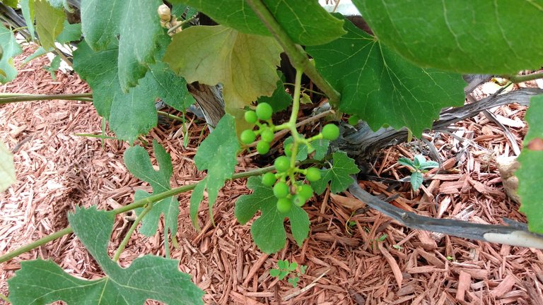 IMG_20170707_144022.jpg