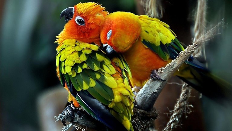 1600x900_cute-parrots.jpg