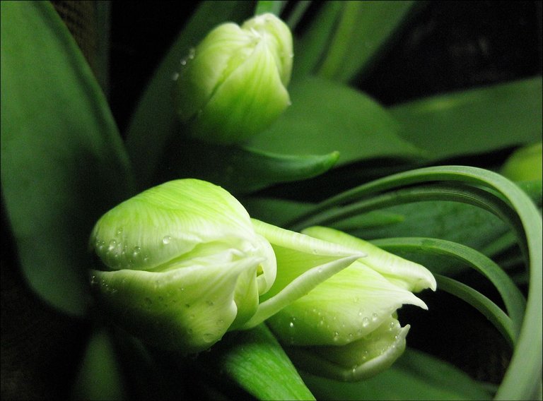 tulip buds.JPG