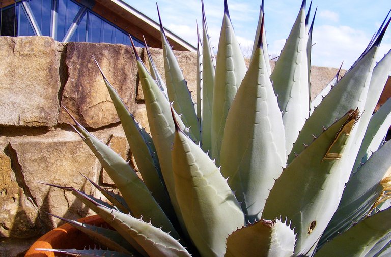 Harvard Agave LBJWC.jpg