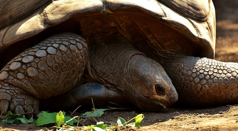 giant-tortoises-2516486_960_720.jpg