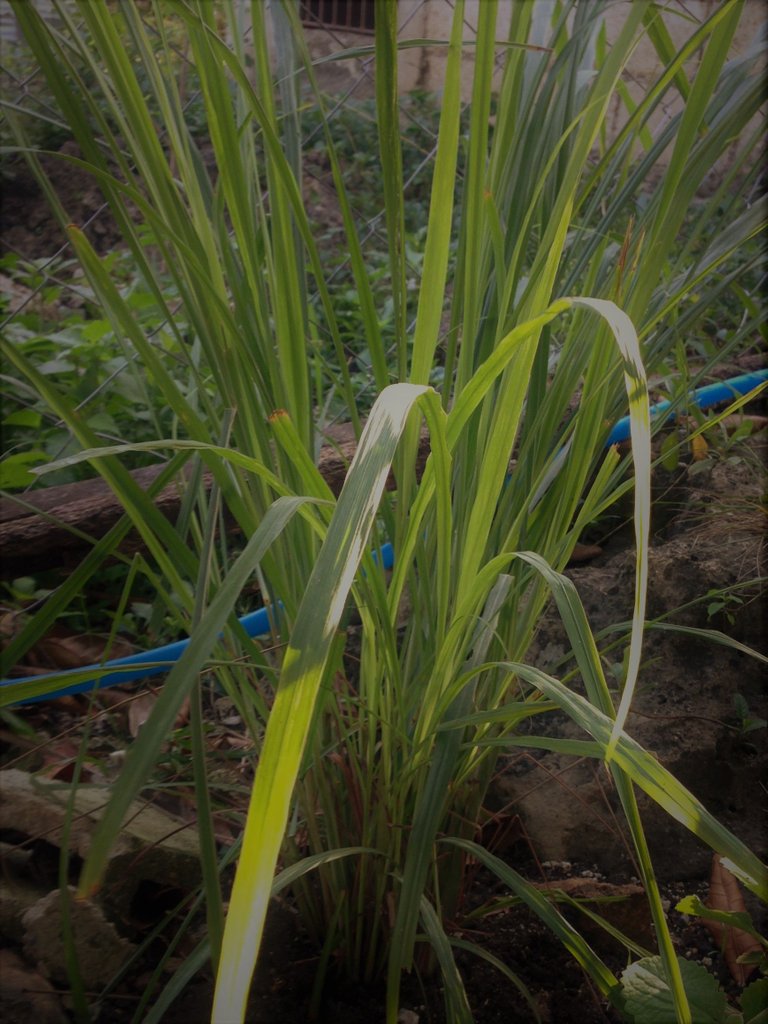 veggies & herb - lemon grass.JPG