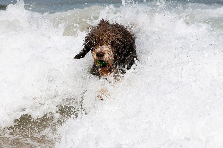 spanish water dog swimming in surf.jpg