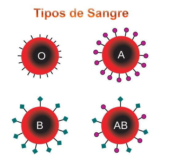 tipos_de_sangre.jpg