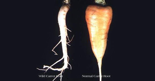 10a-white-vs-orange-carrot.jpg