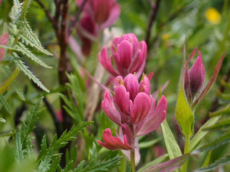 colorado flowers.JPG