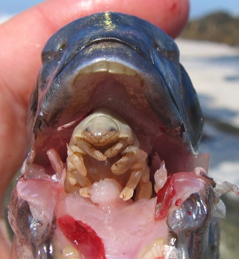 fish-tongue-parasite.jpg