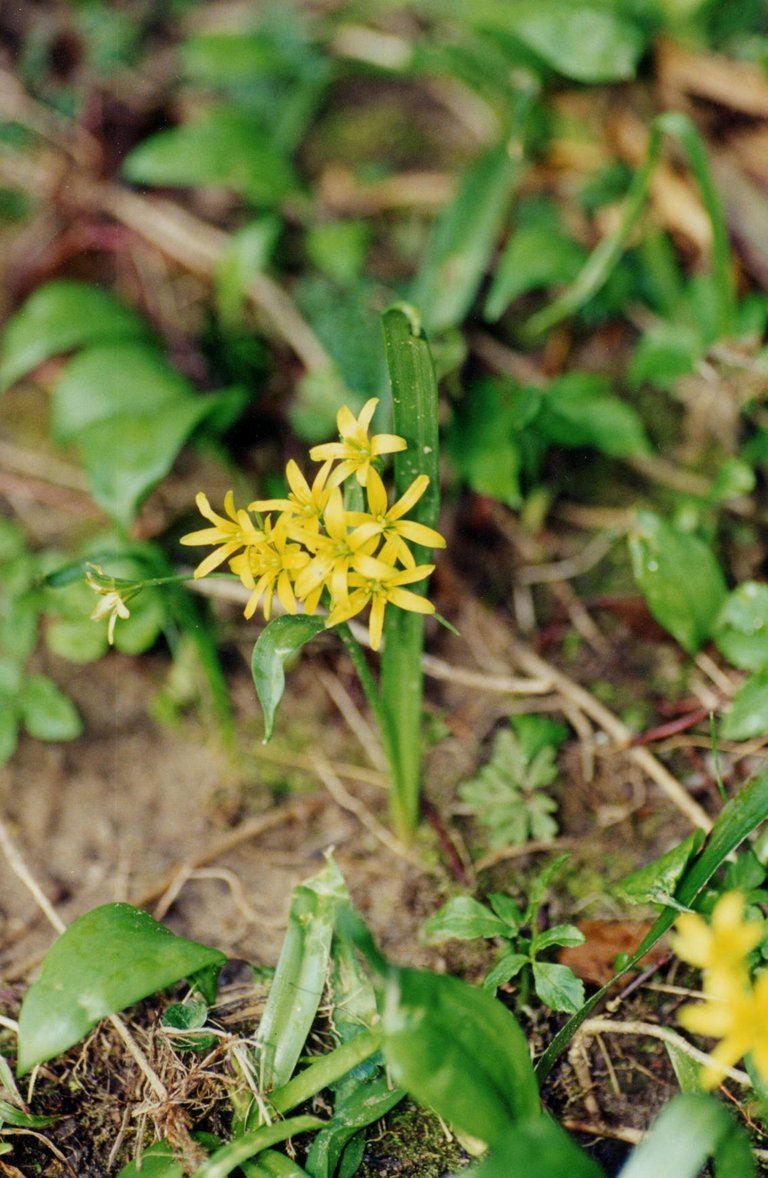 Star of bethlehem.JPG