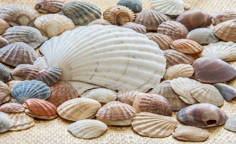 sea-shells-2215406_960_720.jpg