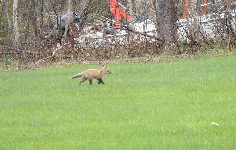 Fox kit May 2017.jpg